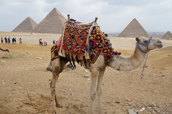 Giza Pyramids Half Day Tour | Private Tour to Giza Pyramids and Sphinx